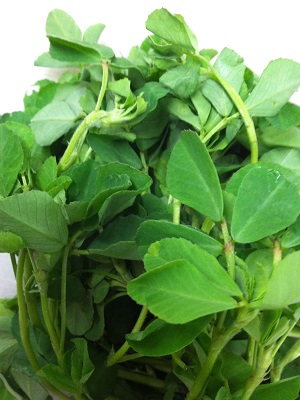 fenugreek