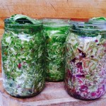 Sauerkraut-Rediscovering Wild Fermented Cultures