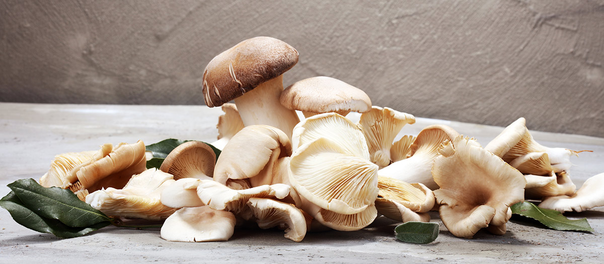 A pile of brown mushroom varieties on a tabletop.